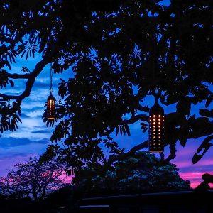 Sunset LED Pin-Hole Tree Lights