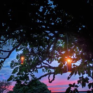 Sunset LED Pin-Hole Tree Lights